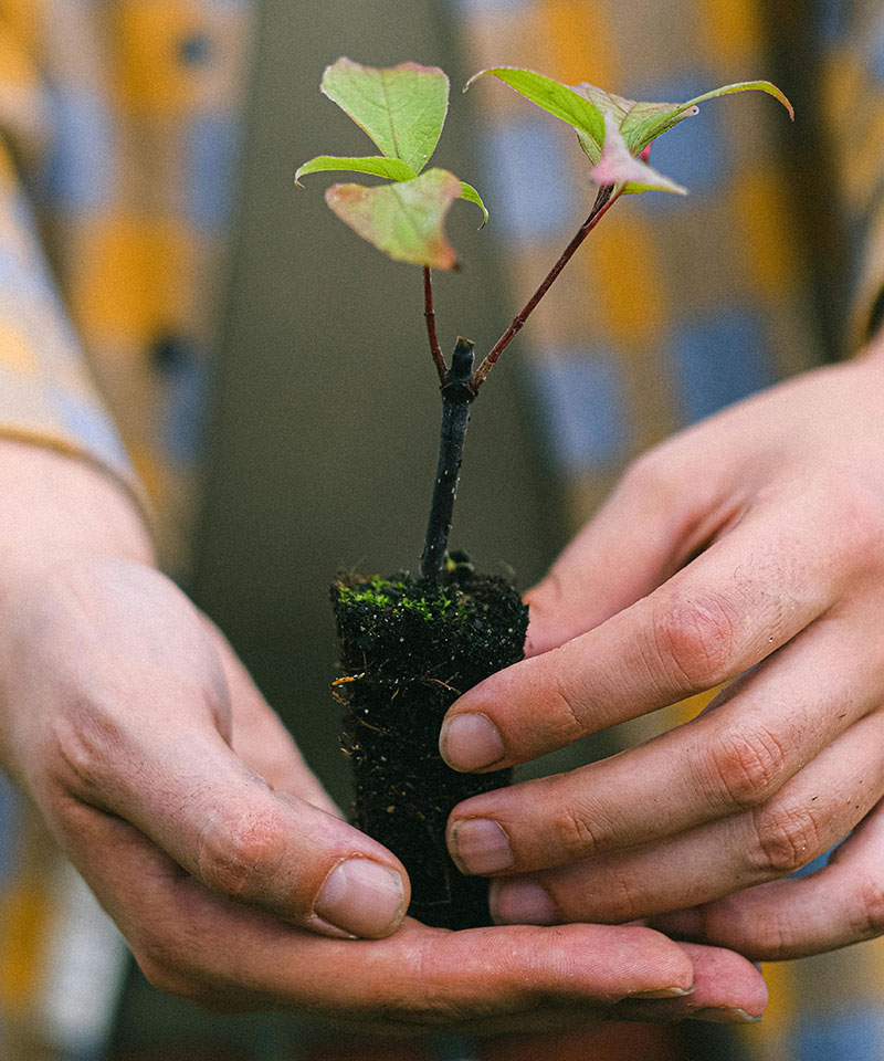 Lavoura de café vista aérea